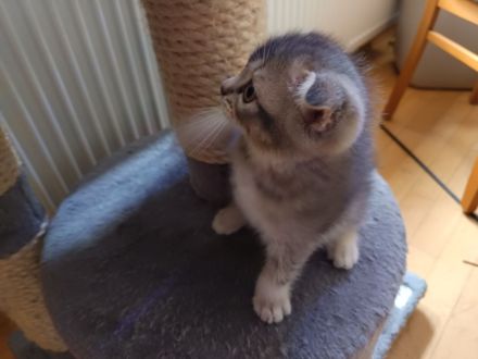 BKH Kitten