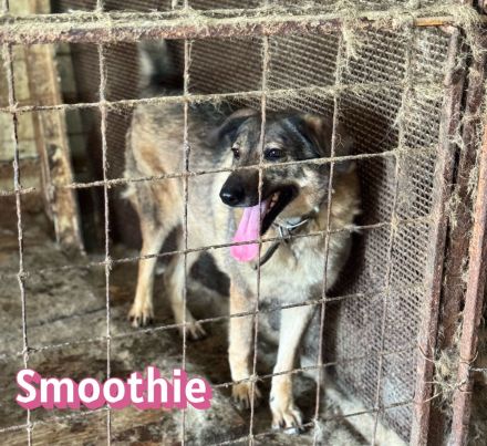 Vermittlungshilfe Smoothie, 08/20 - sucht endlich einen Retter!