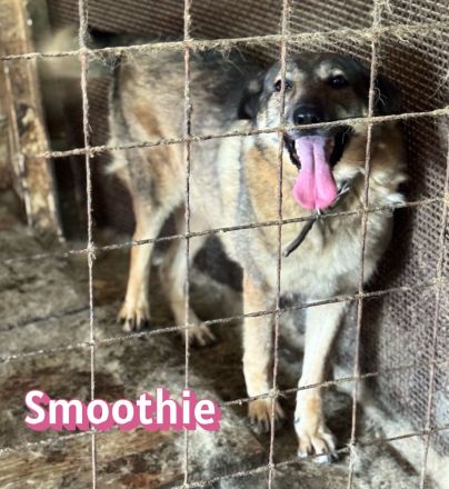 Vermittlungshilfe Smoothie, 08/20 - sucht endlich einen Retter!