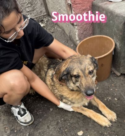 Vermittlungshilfe Smoothie, 08/20 - sucht endlich einen Retter!