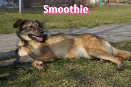 Vermittlungshilfe Smoothie, 08/20 - sucht endlich einen Retter!