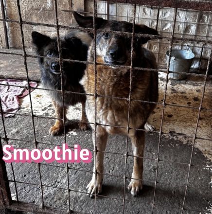 Vermittlungshilfe Smoothie, 08/20 - sucht endlich einen Retter!