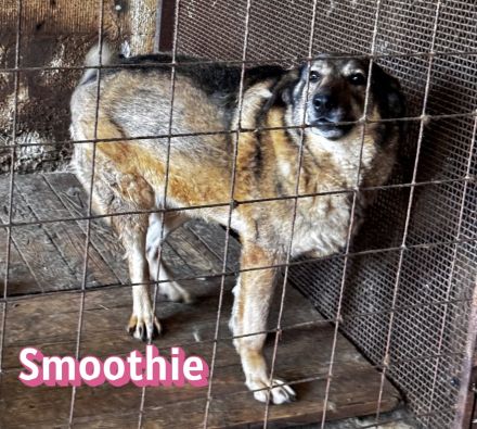 Vermittlungshilfe Smoothie, 08/20 - sucht endlich einen Retter!