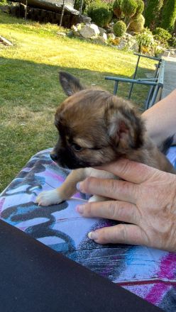 Chihuahua Welpen Rüden