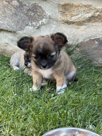 Chihuahua Welpen Rüden