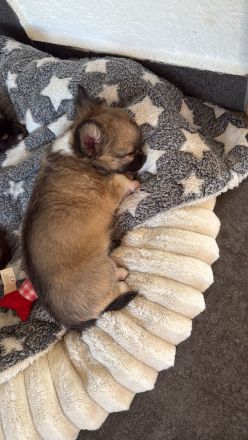 Chihuahua Welpen Rüden