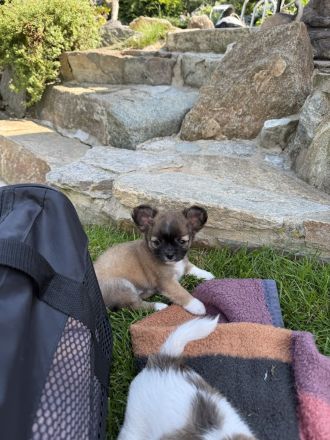 Chihuahua Welpen Rüden