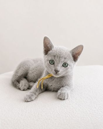 Russisch blau mit Stammbaum