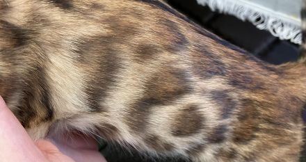 Bengal Kitten Babykatzen im Leopardenlook