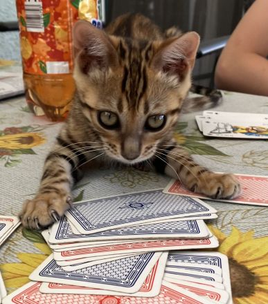 Bengal Kitten Babykatzen im Leopardenlook