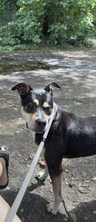 Dringend Neues zu Hause für Senior Rüden gesucht