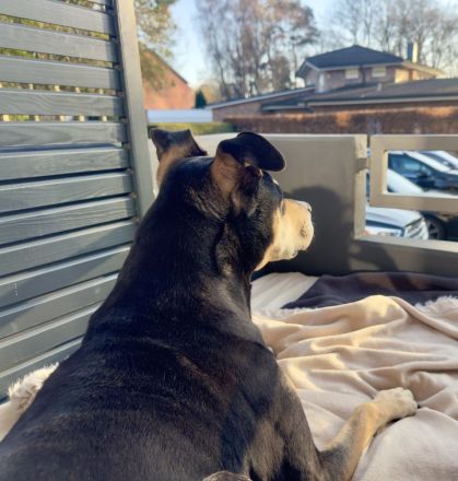 Dringend Neues zu Hause für Senior Rüden gesucht