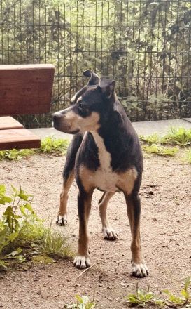 Dringend Neues zu Hause für Senior Rüden gesucht