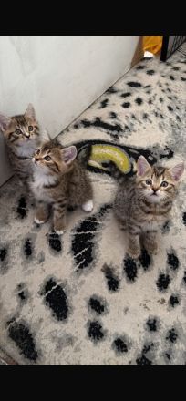 BKH - Perser Mix suchen liebevolles Zuhause