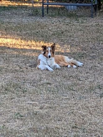 American Collie