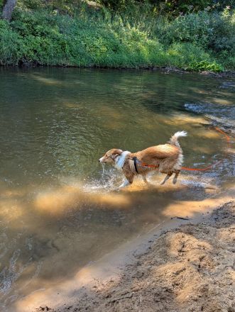 American Collie