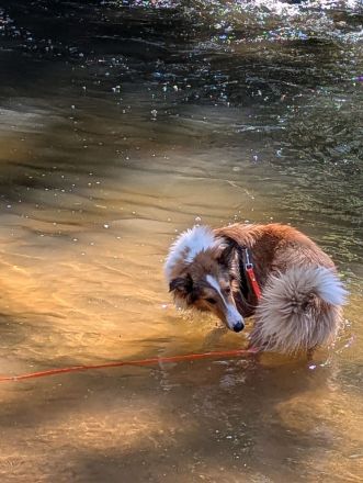 American Collie
