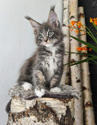 Maine Coon Kitten (reinrassig) abzugeben
