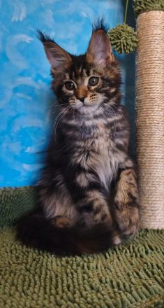 Maine Coon Kitten (reinrassig) abzugeben