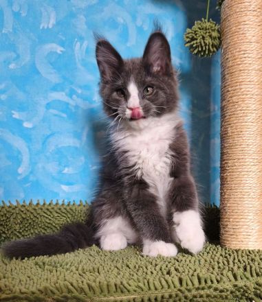 Maine Coon Kitten (reinrassig) abzugeben