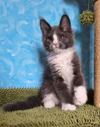 Maine Coon Kitten (reinrassig) abzugeben