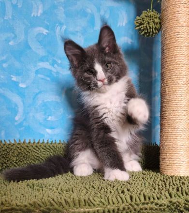 Maine Coon Kitten (reinrassig) abzugeben