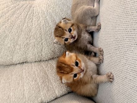 Reinrassige BKH-Kitten ab Oktober in liebevolle Hände abzugeben