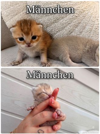 Reinrassige BKH-Kitten ab Oktober in liebevolle Hände abzugeben