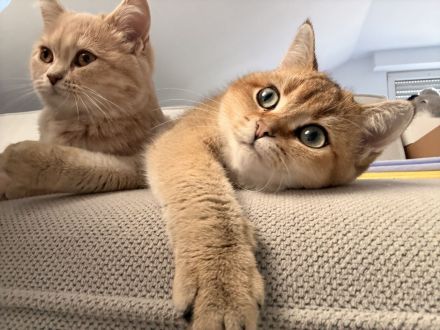 Reinrassige BKH-Kitten ab Oktober in liebevolle Hände abzugeben