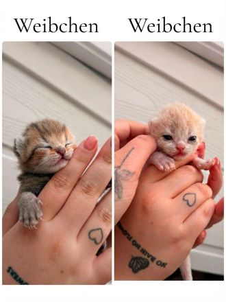 Reinrassige BKH-Kitten ab Oktober in liebevolle Hände abzugeben