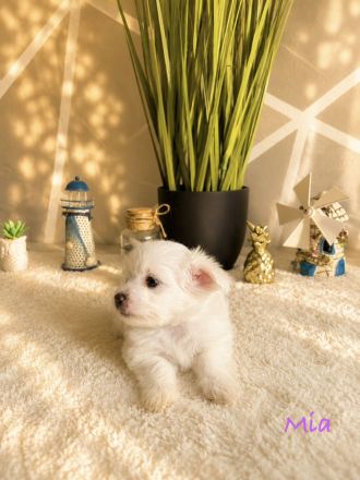 Zuckersüße Maltipoo Welpen suchen ein liebevolles Zuhause