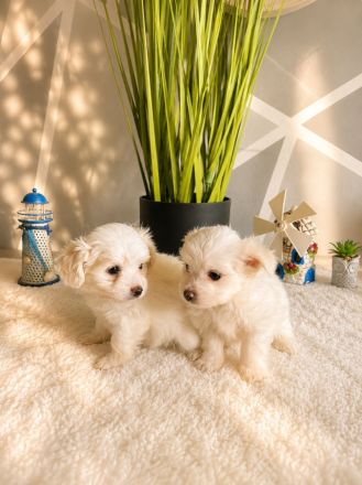 Zuckersüße Maltipoo Welpen suchen ein liebevolles Zuhause