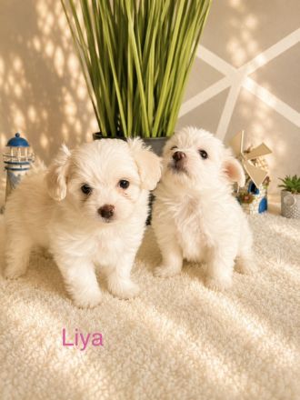 Zuckersüße Maltipoo Welpen suchen ein liebevolles Zuhause