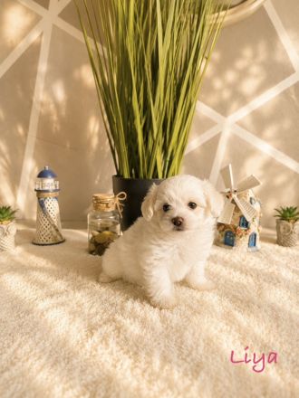 Zuckersüße Maltipoo Welpen suchen ein liebevolles Zuhause