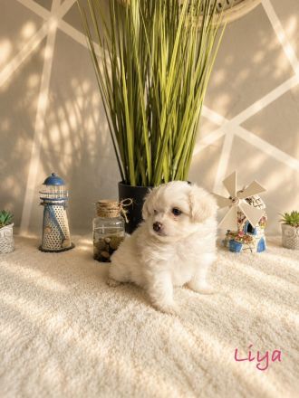 Zuckersüße Maltipoo Welpen suchen ein liebevolles Zuhause