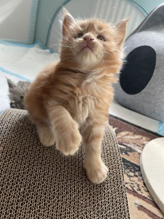 Maine Coon Kitten Reinrassig mit Stammbaum