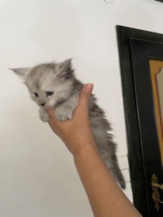 Maine Coon Kitten Reinrassig mit Stammbaum