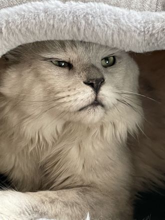 Maine Coon Kitten Reinrassig mit Stammbaum
