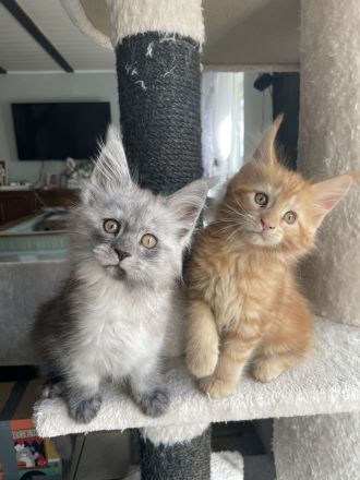 Maine Coon Kitten Reinrassig mit Stammbaum