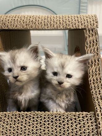 Maine Coon Kitten Reinrassig mit Stammbaum