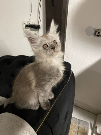 Maine Coon Kitten Reinrassig mit Stammbaum
