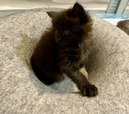 Maine Coon Kitten Reinrassig mit Stammbaum