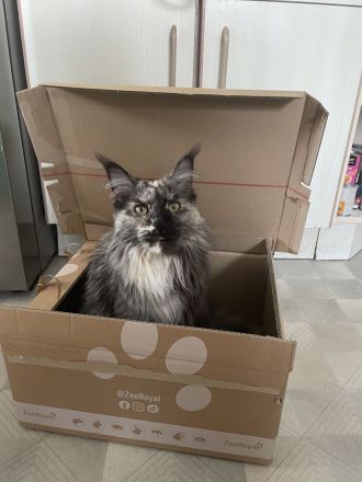 Maine Coon Kitten Reinrassig mit Stammbaum