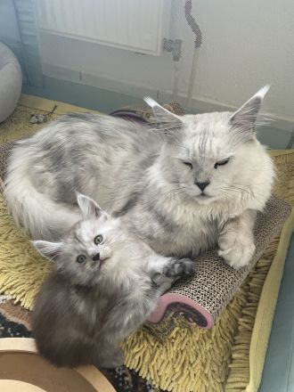 Maine Coon Kitten Reinrassig mit Stammbaum