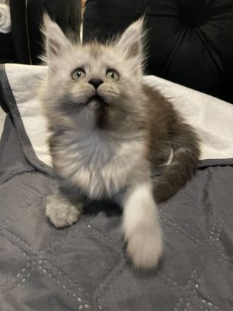Maine Coon Kitten Reinrassig mit Stammbaum