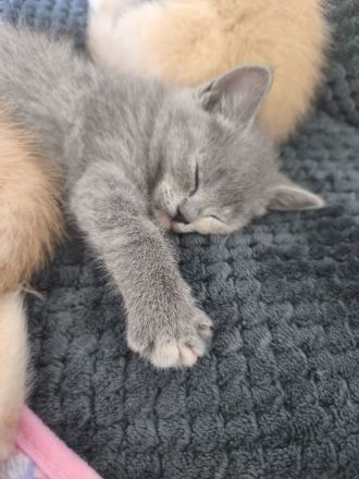 Ragdoll-BKH Kitten