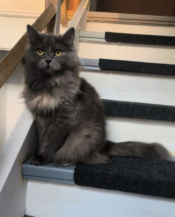 Ragdoll-BKH Kitten