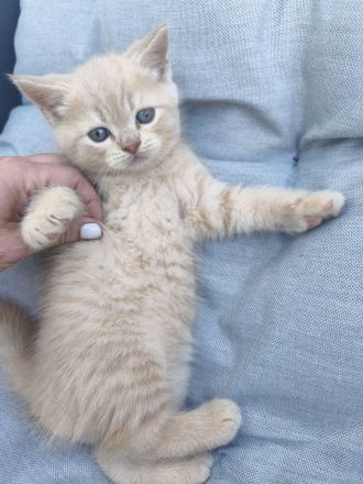 Ragdoll-BKH Kitten