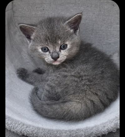 Ragdoll-BKH Kitten