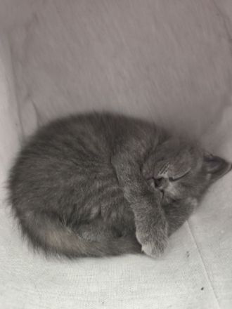 Ragdoll-BKH Kitten